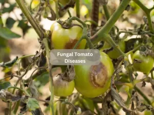 Fungal-Tomato-Diseases-alt-text