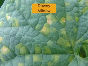 cucumber plant infected with tarnished downy mildew