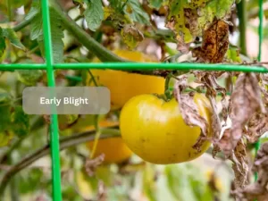 Early-Blight-Tomato-Pests 