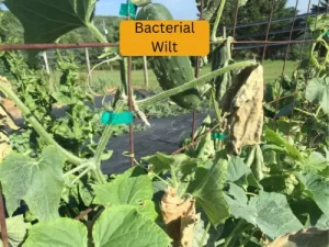 cucumber plant infected with tarnished bacterial wilt