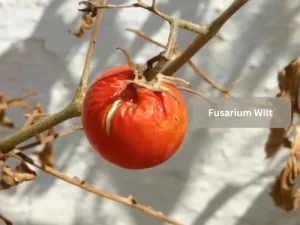 Fusarium-Wilt-Tomato-Pests