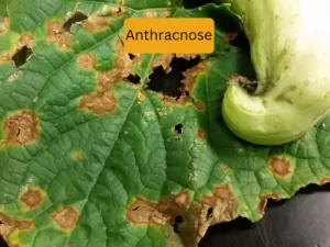 cucumber plant infected with tarnished Anthracnose