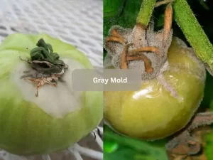 Gray-Mold-Tomato-Pests