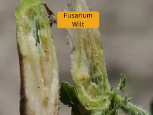 cucumber plant infected with tarnished Fusarium Wilt