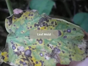 Leaf-Mold-Tomato-Pests