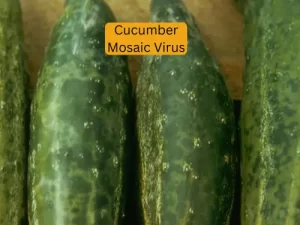 cucumber plant infected with tarnished Cucumber Mosaic Virus