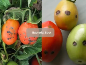 Bacterial-Spot-Tomato-Pests