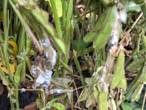 White-mold-in-soybeans-field-with-visible-fungal-growth