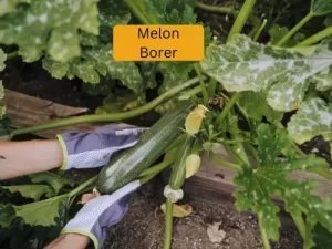 cucumber plant infected with melon borer