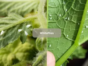 Whiteflies-Infestation-On-Tomato-Plants-Close-Up