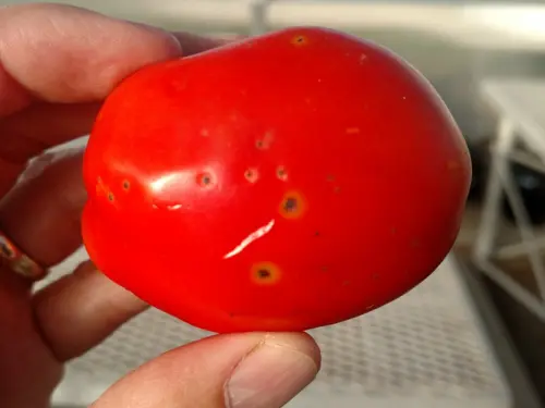red-tomato-with-bacterial-speck-spots