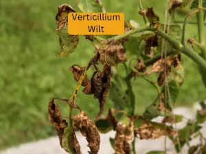 cucumber plant infected with tarnished Verticillium Wilt