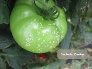 Bacterial-Canker-Tomato-Pests