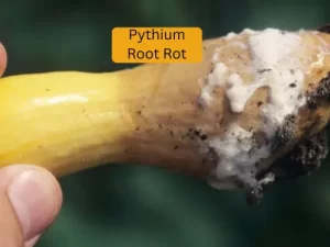 cucumber plant infected with tarnished Pythium Root Rot