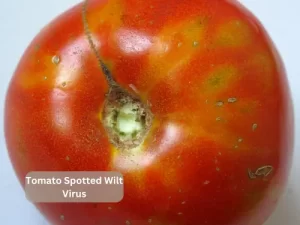 Tomato-Spotted-Wilt-Virus-affected-tomato-leaves
