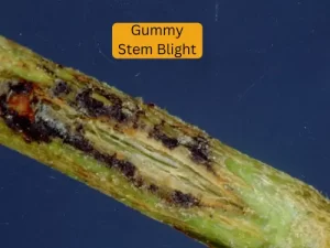 cucumber plant infected with tarnished Gummy Stem Blight