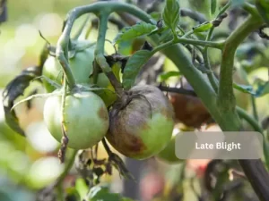 Late-Blight-Tomato-Pests-Symptoms-Damage