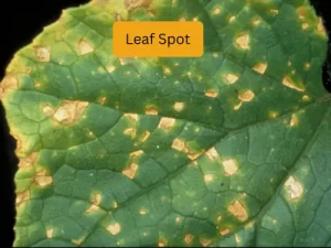 cucumber plant infected with tarnished Leaf Spot