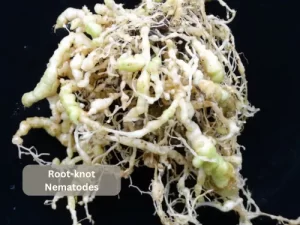 Root-knot-nematodes-tomato-pests