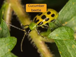 cucumber plant infected with cucumber beetle