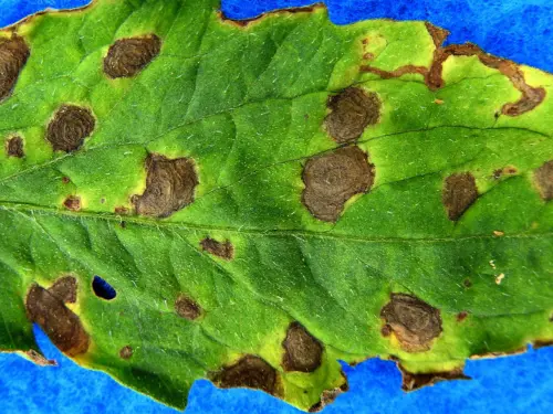 tomato-leaf-with-early-blight-spots-and-rings