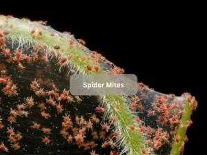 Spider-Mites-On-Tomato-Leaves
