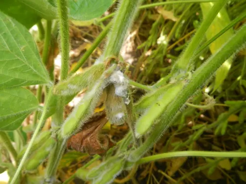 White-mold-in-soybeans-showing-fungal-infection-on-plants 