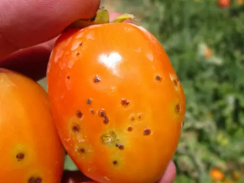 Close-up-of-a-tomato-with-bacterial-leaf-spot-held-in-a-hand.