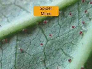 cucumber plant infected with spider mites