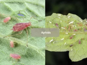 Close-Up-Of-Aphids-On-Tomato-Plant-Leaves-As-Common-Tomato-Pests