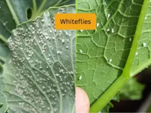 cucumber plant infected with Whiteflies