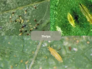 Close-Up-Of-Thrips-On-Tomato-Leaf-As-Common-Tomato-Pests