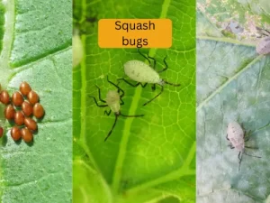 cucumber plant infected with squash bugs