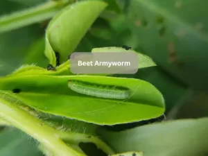 Beet-Armyworm-On-Tomato-Leaf