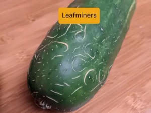 cucumber plant infected with leafminers