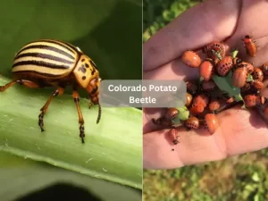 Colorado-Potato-Beetle-On-Tomato-Leaf 