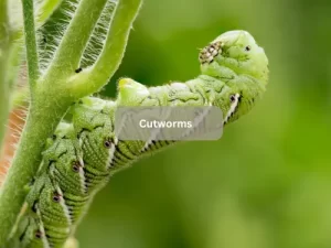 Cutworms-In-Damage-To-Tomato-Plants 