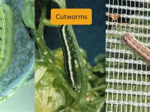 cucumber plant infected with cutworms