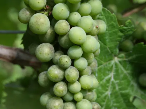  Downy-mildew-grapes-on-a-cluster-of-green-grapes-hanging-from-a-vine- with-visible-signs-of-mildew-on-some-of-the-grapes.