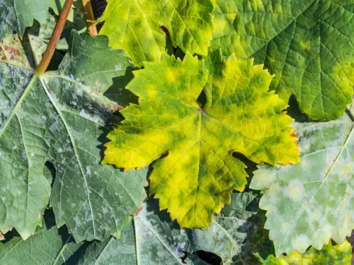 Downy-mildew-grapes-showing-damage-on-grapevine-leaves,-with-yellowing-and white-fungal-spots.