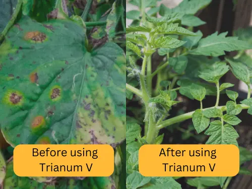 Tomato-Leaf-Before-And-After-Using-Trianum-V-Showing-Septoria-Leaf-Spot-Tomato-Recovery.