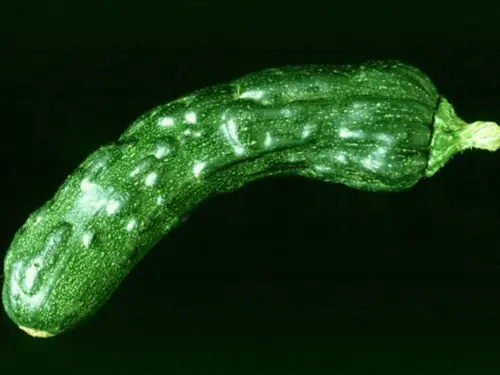 Cucumber-with-symptoms-of-cucumber-mosaic-virus-showing-mottled-green-patterns