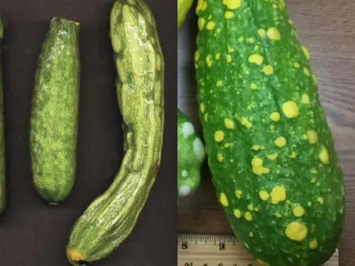 Two-cucumbers-with-cucumber-mosaic-virus-on-dark-background,-one-straight-and-one-curved,-both-with-distinct-yellow-and-green-mottling.
