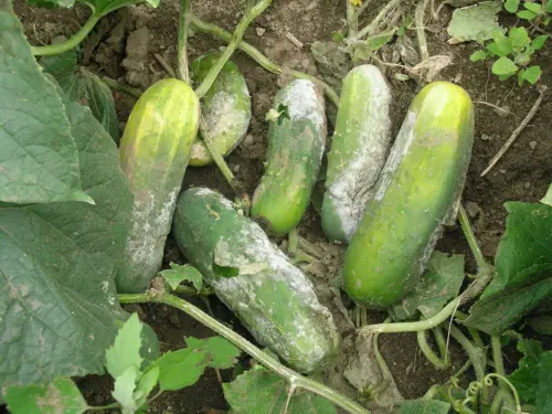 Downy-Mildew-Cucumber-affected-cucumbers-growing-in-garden