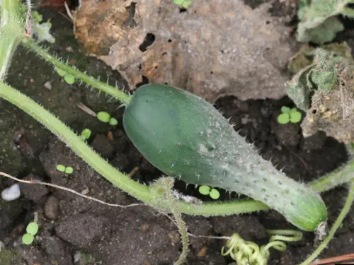 Downy-Mildew-Cucumber-small-cucumber-growing-in-soil-with-visible-white-spots