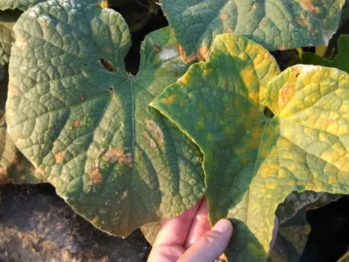 Downy-Mildew-Cucumber-leaves-with-brown-spots-and-yellowing-areas