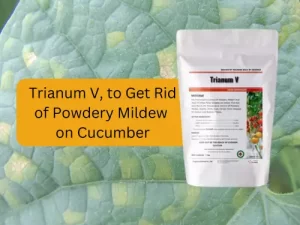 Product-image-of-Trianum-V-with-text-recommendation-on-downy-mildew-cucumber