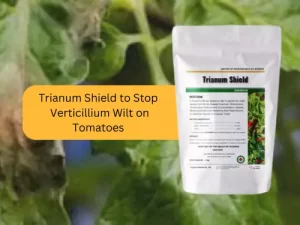 Packet-of-Trianum-Shield-product-displayed-against-a-background-of-tomato-plants-for-preventing-Verticillium-wilt.