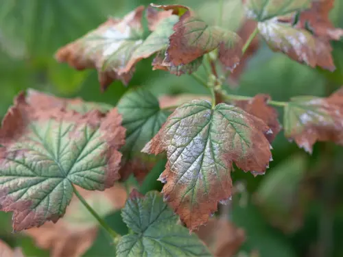 Tomato-plant-leaves-showing-symptoms-of-Verticillium-wilt-with-brown-and-yellow-discoloration.
