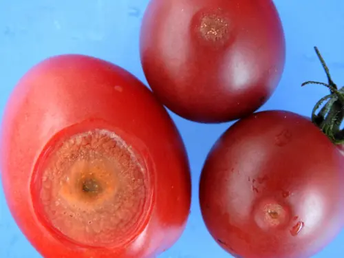 Red-tomatoes-with-anthracnose-fungal-disease-on-blue-background.